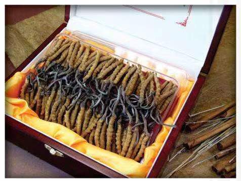 古蔺冬虫夏草回收